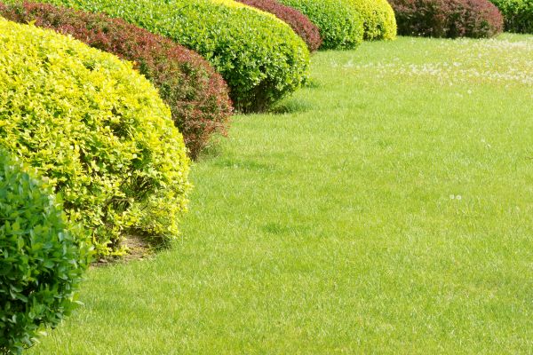 Shrubbery Planting in Lake Mary
