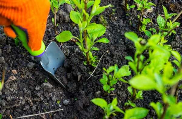 Hydrangea Planting in Lake Mary