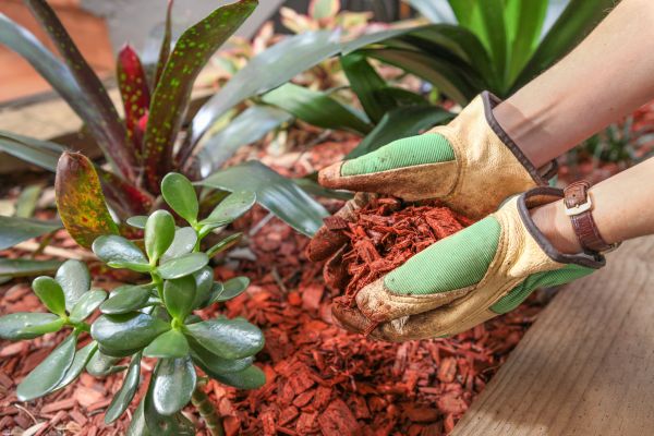 Cedar Mulch Installation in Lake Mary