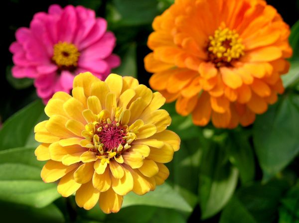 Zinnia Planting in Lake Mary