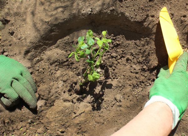 Rose Bush Planting in Lake Mary
