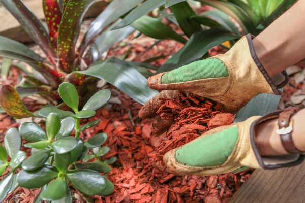 Residential Mulching in Lake Mary