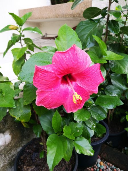 Hibiscus Planting in Lake Mary