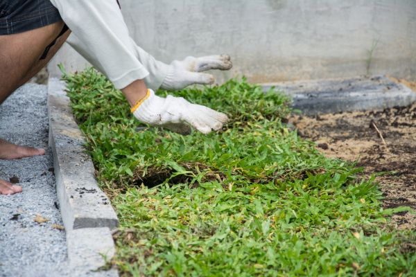 Ground Cover Planting in Lake Mary