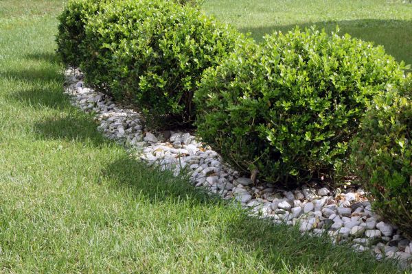 Boxwood Planting in Lake Mary
