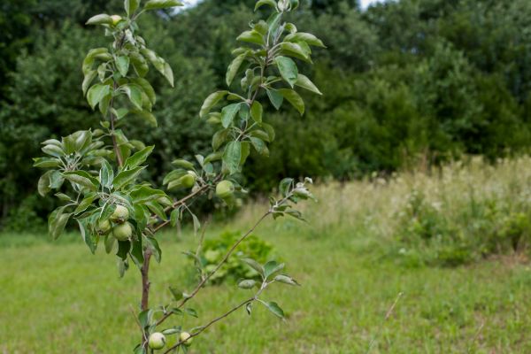 Apple Tree Planting in Lake Mary