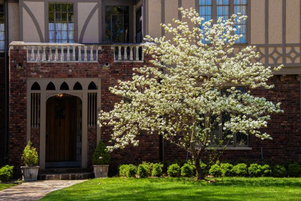 Dogwood Tree Planting in Lake Mary