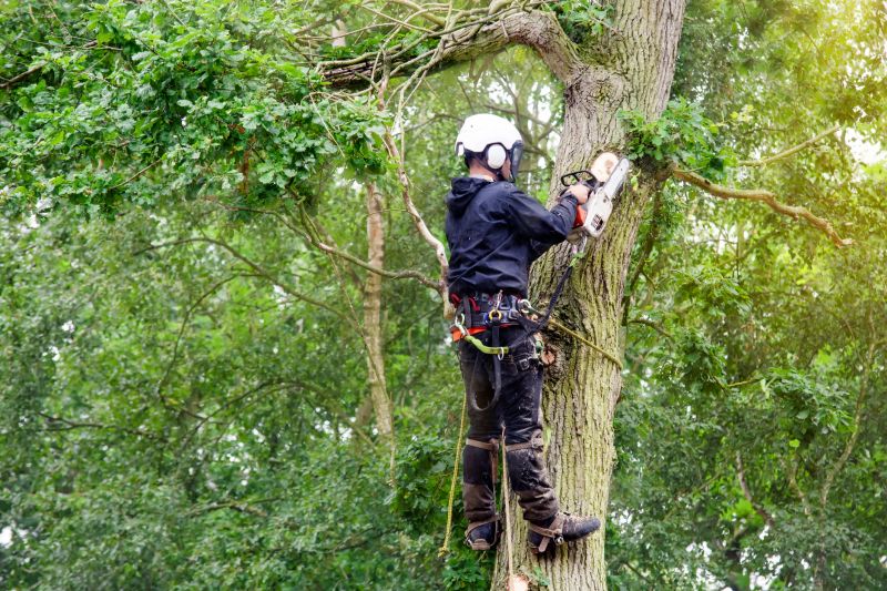 Arborist Pruning detail