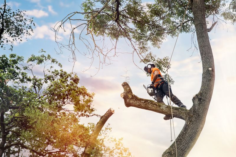 Tree Arborist Service
